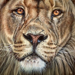 Majestic Lion by Gina Hawkshaw - Original Painting on Box Canvas sized 30x30 inches. Available from Whitewall Galleries